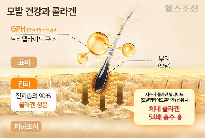 진피의 90%를 담당하는 콜라겐은 나이가 들수록 감소​해, 모발펩타이드콜라겐​을 섭취해 채워주는 게 좋다.​/그래픽=최우연