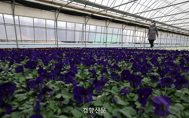 꽃양묘장 비닐하우스 안에서 시민들이 맨발로 흙길을 걷고 있다.