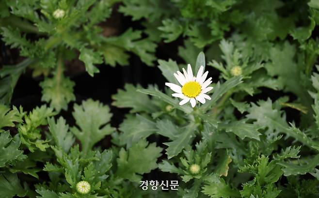 꽃양묘장 비닐하우스 안에 크리산세멈이 피어있다.