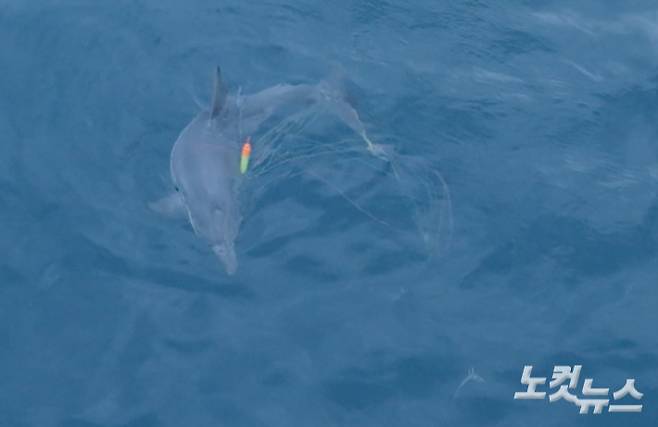 지난해 5월 14일 신도리 해양보호구역 인근에서 발견된 남방큰돌고래 종달의 마지막 모습. 온 몸에 낚싯줄이 얽혀 있다. 사진= 돌핀맨 이정준 감독