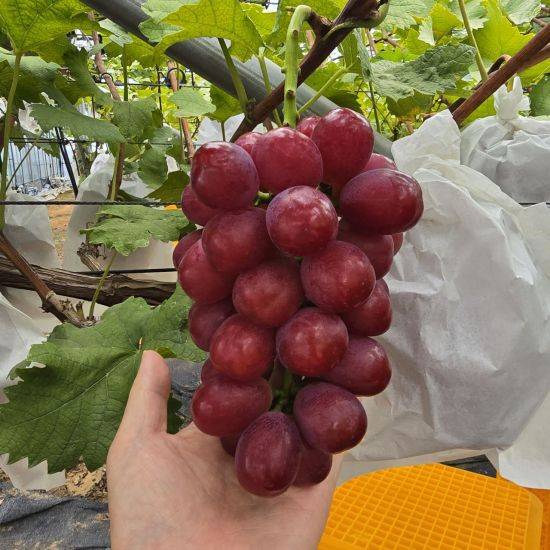 롯데백화점 지정산지인 경북 상주시 평산리에 위치한 신희용 농가 '글로리스타'. 롯데백화점