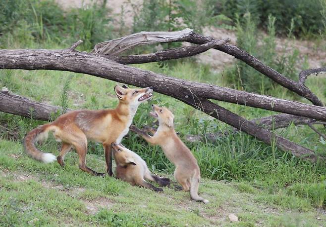 한가로운 시간을 보내고 있는 여우 가족. 늦봄에 태어난 여우는 보통 가을 즈음에 독립한다. 게티이미지뱅크 제공