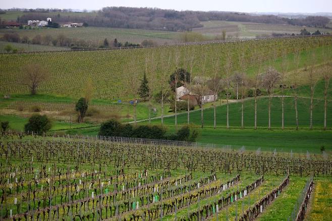쇠락하는 프랑스가 약 10년 만에 농산물 교역에서 적자를 기록했다. 사진은 지난해 4월 3일(현지시간) 프랑스 코냑 지방 인근의 포도 재배지. 로이터 연합