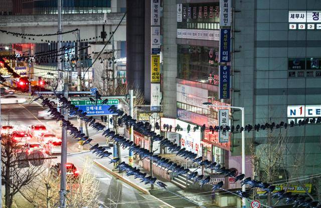 29일 김해 부원동에 떼까마귀들이 줄 지어 앉아있다. 김해=최주연 기자