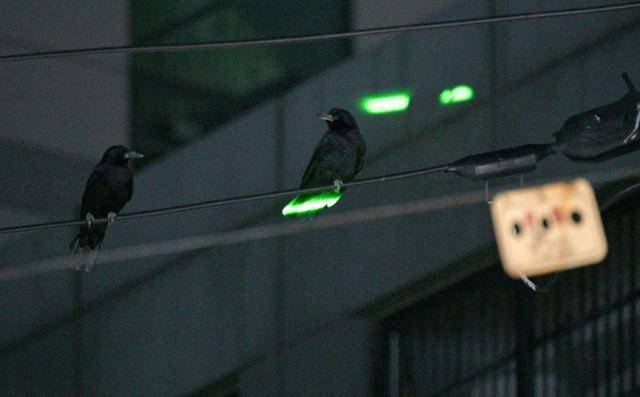 2일 김해 부원동에 레이저로 김해시청 관계자들이 퇴치 활동을 하고 있다. 몇몇 떼까마귀는 이미 적응한 듯 레이저가 몸을 비춰도 자리를 지키고 있었다. 김해=최주연 기자