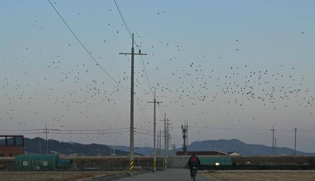 28일 경남 김해평야 인근에서 해 질 무렵 떼까마귀들이 도심으로 날아가고 있다. 김해=최주연 기자