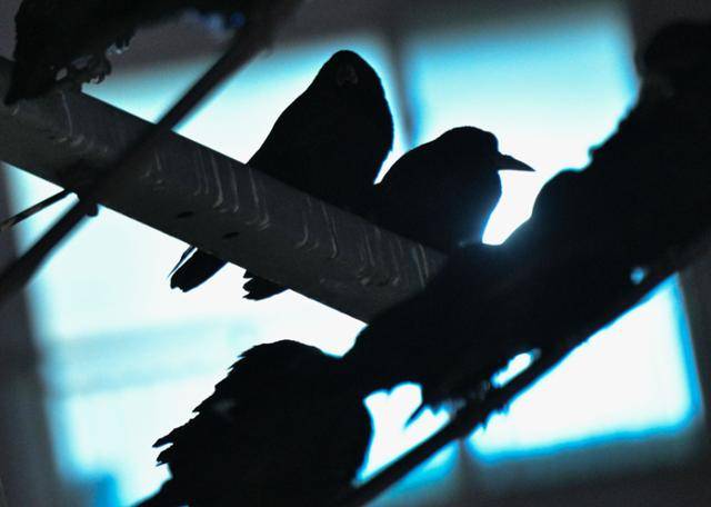 28일 김해 부원동에 떼까마귀들이 줄 지어 앉아있다. 김해=최주연 기자