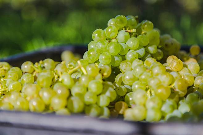 뉴질랜드 소비뇽 블랑. 뉴질랜드와인협회