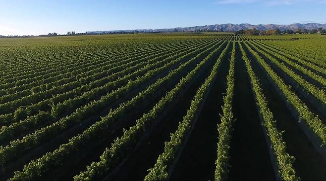와이라우 밸리. 라파우라 홈페이지
