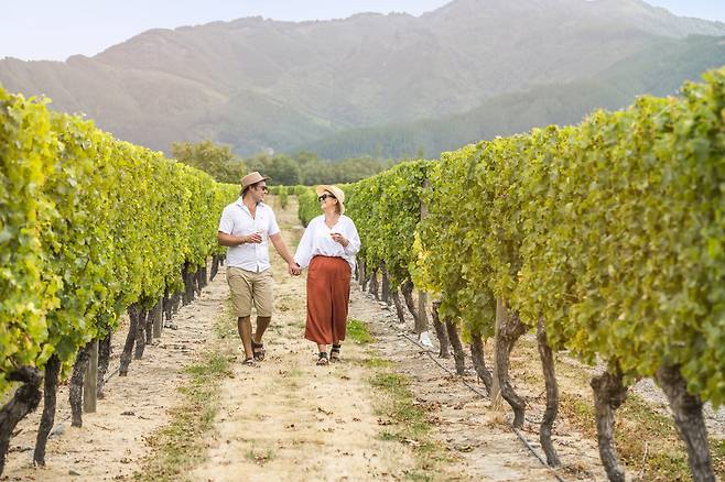 와이라우 리버 포도밭. 뉴질랜드와인협회