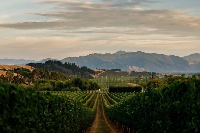 서던밸리. 라파우라 홈페이지