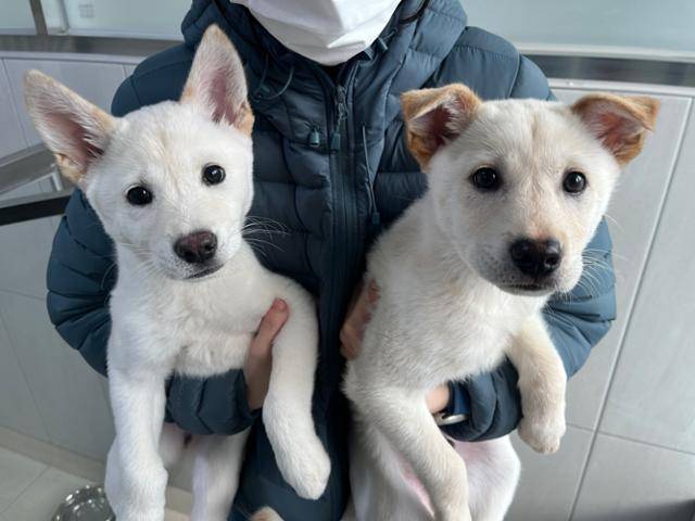 평생 가족을 기다리고 있는 꼬봄이와 꼬둥이. 동물자유연대 제공