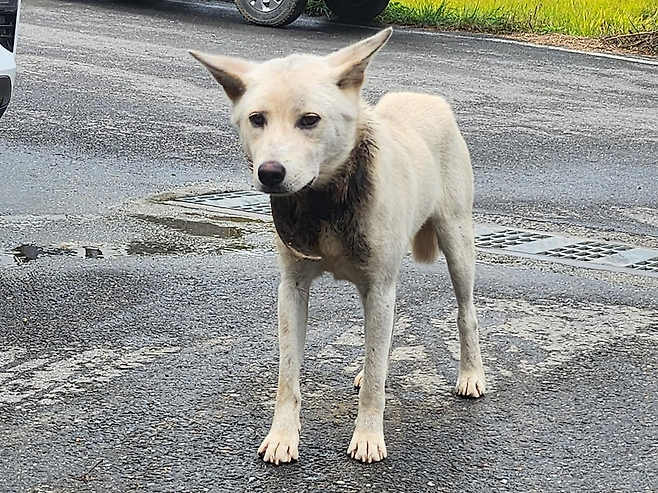 심하게 조여진 목줄이 살을 깊이 파고든 상태였지만 엄마개는 새끼들을 돌보는 데 바빴다. 동물자유연대 제공