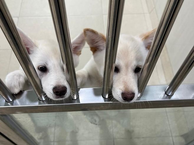 사람이 다가가자 코를 내밀고 쳐다보는 꼬봄이(왼쪽)와 꼬둥이. 고은경 기자