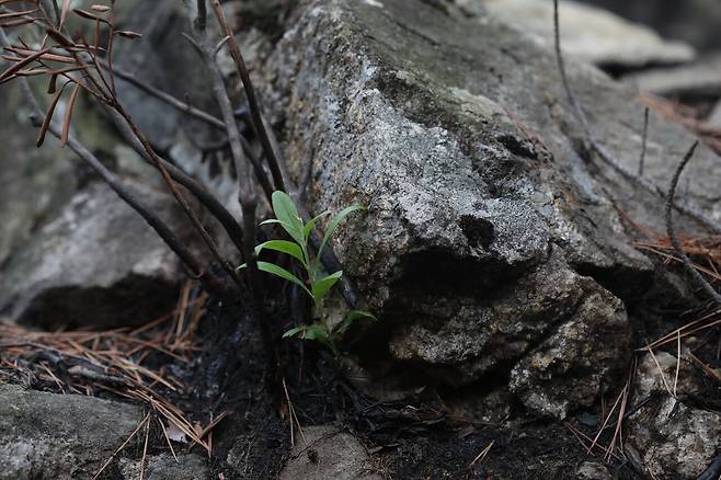 경북 울진에서 산불이 난 후 찍은 다 타버린 꼬리진달래와 돋아난 새순. ⓒ허태임 제공