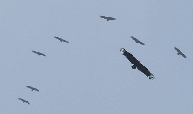 지난 5일 오전 경기 파주시 장산리 독수리식당에서 독수리들이 식사를 하기 위해 먹이 쪽으로 날아오고 있다. 백소아 기자 thanks@hani.co.kr