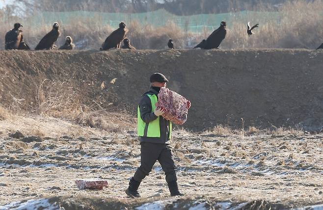 윤도영 임진강생태보존회 회장이 지난 3일 오전 경기 파주시 장산리 독수리식당에서 독수리들에게 줄 먹이의 위치를 조정하고 있다. 백소아 기자 thanks@hani.co.kr