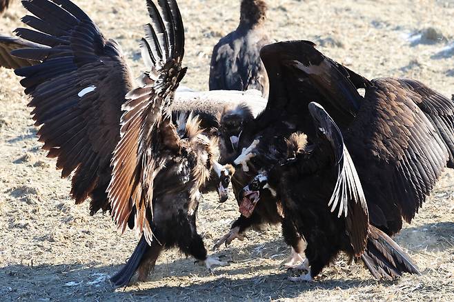 지난달 29일 오전 경기 파주시 장산리 독수리식당에서 독수리들이 식사를 하고 있다. 백소아 기자 thanks@hani.co.kr