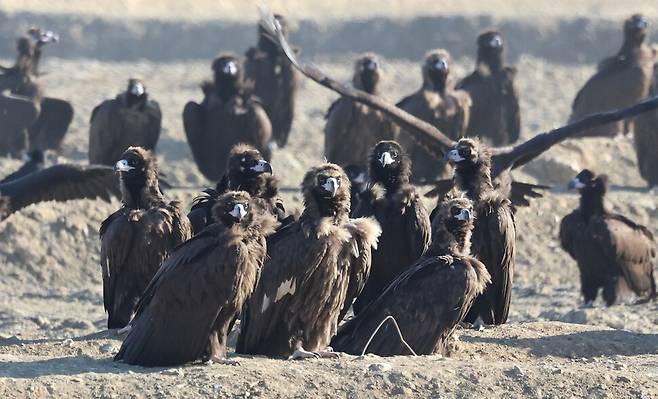 지난달 29일 오전 경기 파주시 장산리 독수리식당에서 독수리들이 식사시간을 기다리고 있다. 백소아 기자 thanks@hani.co.kr