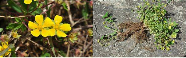 전세계에서 강원, 경기, 경북, 충북 등 한반도 중부 지역에만 분포하는 벋음양지꽃. 2025년 신종으로 국가생물종목록에 등록됐다. [국립생물자원관]