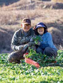 경남 남해에서 시금치농사를 짓는 김재곤·김미희 씨 부부.