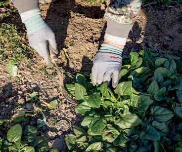 잘 자란 시금치는 뿌리 쪽에 약 1㎝ 여유를 두고 잘라 수확한다.