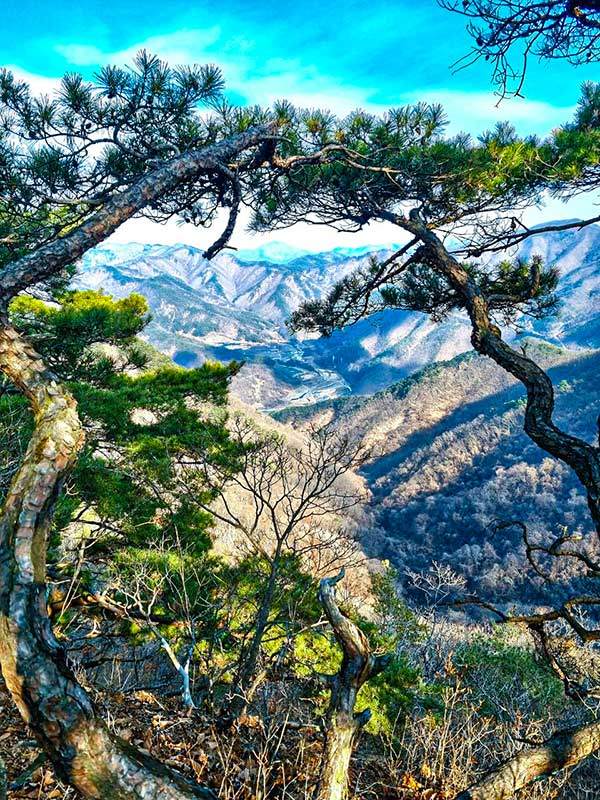 아미산 정상에서 소나무 군락을 액자로 삼아 산하를 내려다본다.