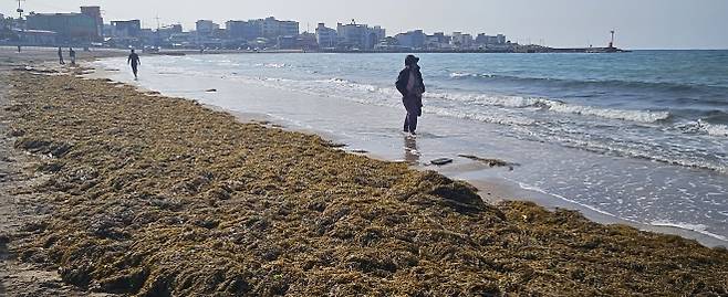 이호테우해수욕장 해변을 뒤덮은 괭생이모자반. 제주 강동삼 기자