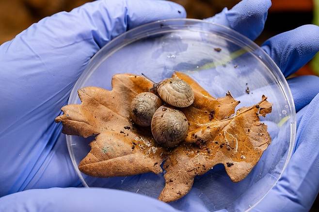 (사진 Chester Zoo 제공)/뉴스펭귄