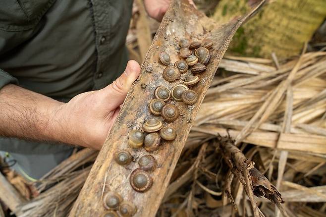 (사진 Chester Zoo 제공)/뉴스펭귄