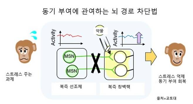 복측 선조체와 연결된 뇌 영역인 복측 창백핵에 약물을 투여하면, 이 경로를 따라 전달되는 신호를 일시적으로 약화시켜 동기 부여 정도를 조절할 수 있다. 교토대 제공