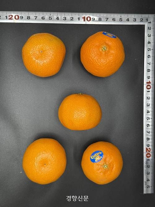 미국산 만다린 큐티스. 제주도 제공