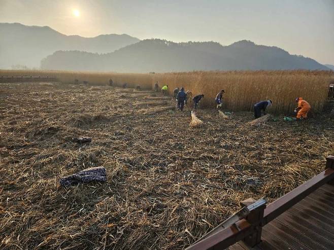 지역 주민들이 순천만 갈대숲 탐방로 묵은갈대를 베고 있다.