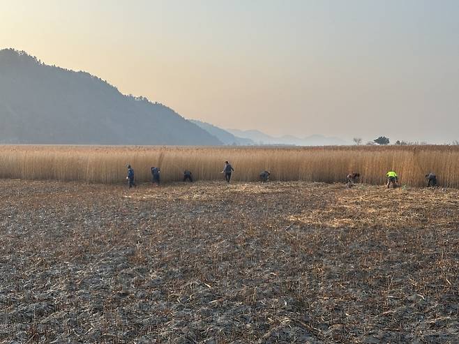 지역 주민들이 순천만 갈대숲 탐방로 묵은갈대를 베고 있다.
