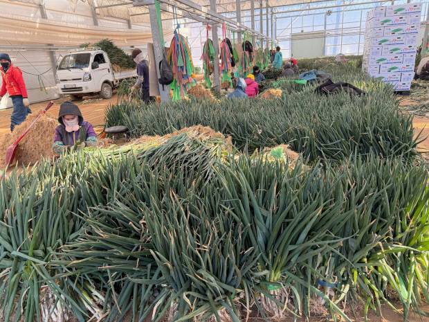 지난 3일 진도군 앵무리의 한 대파 농가에서 작업자가 대파 선별 작업을 하고 있다.  <진도군 제공>