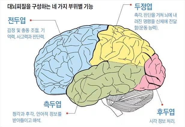 뇌 구조도. /어린이조선일보