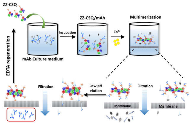 접선유동여과 시스템 기반 항체의약품 정제용 융합단백질을 이용한 정제법 개요.
