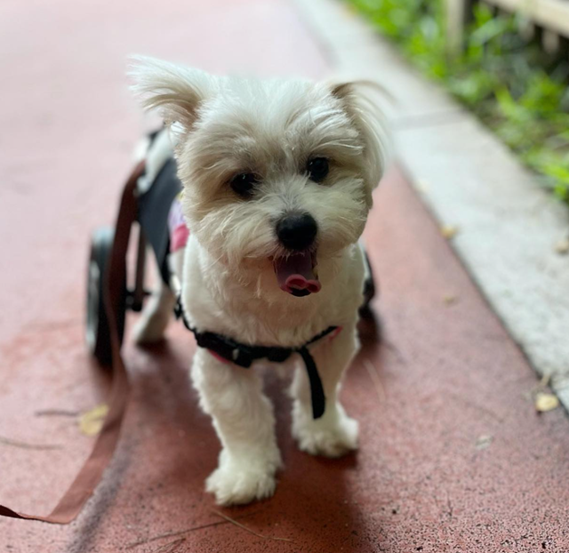 구조와 치료까지 호수를 입양할 운명이었나 봅니다. 보호자 제공