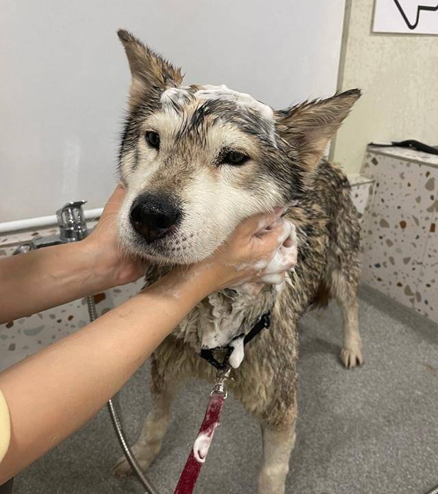 허진아, 행복한 기억만 가지고 강아지별에서 편히 있어. 언젠가 다시 보자! 보호자 제공