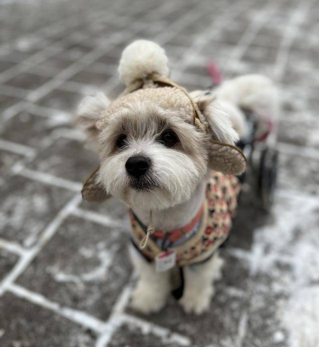 호수의 겨울. 보호자 제공