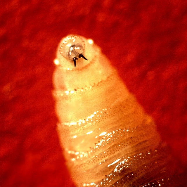 신세계 나사벌레 유충을 확대한 모습. 단단한 이빨로 온혈동물의 피부를 파고들어 살을 파먹는다. 미국 농무부(USDA)