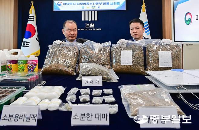 마약범죄 정부합동수사본부가 상가, 빌라 등 주거밀집지역에 전문 대마 재배시설을 갖추고 대량의 대마를 재배해 유통한 일당을 적발해 재판에 넘긴 가운데 12일 오전 수원시 영통구 수원지방검찰청에서 합수본 관계자들이 증거품을 들어보이고 있다. 임채운기자