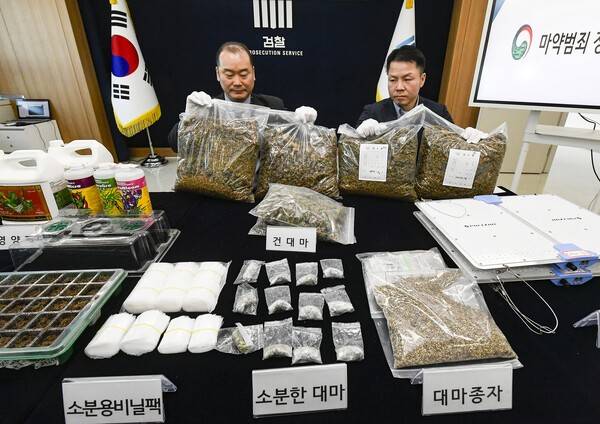 12일 수원시 영통구 수원지방검찰청 브리핑룸에서 수사관들이 마약범죄 정보합동수사본부(마약합수본)의 주거밀집구역 대마 재배시설 적발 관련 브리핑을 앞두고 소분한 대마 및 재배시설의 압수품을 살펴보고 있다.김태완 기자 lift@kihoilbo.co.kr