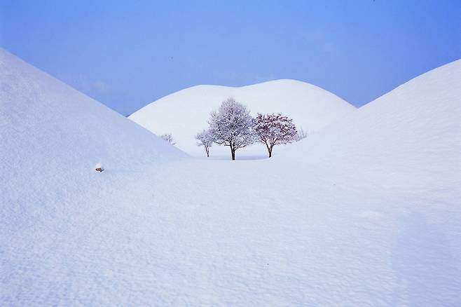 ▲ 순백의 눈덮인 대릉원 전경. 경주시