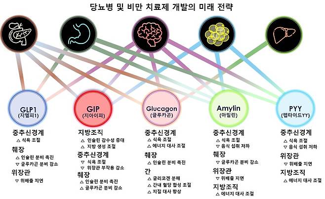 당뇨병 및 비만 치료제 개발 전략 현황을 보면 기존의 GLP-1뿐만 아니라 GIP·글루카곤 등 다양한 경로를 겨냥하는 방식으로 연구개발 되고 있다./분당서울대병원 제공