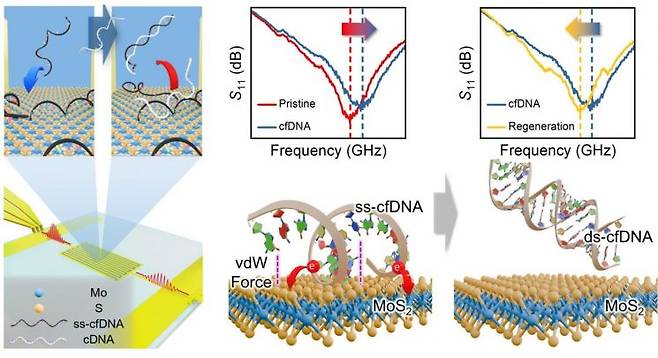 재사용 할 수 있는 액체 생검 센서의 구조와 작동, 재생 과정.