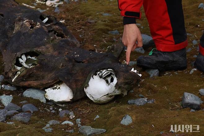 남극은 환경적 영향으로 타 대륙과 철저히 고립된 곳이다. 때문에 전혀 다른 환경 구조를 지녔다. 우리가 흔히 볼 수 있는 '나무'나 '잔디' 등 식물은 남극에 살지 않는다. 사진은 곤충류가 없고 박테리아가 현저히 적어 썩지 않고 말라버린 게잡이물범의 사체./ 사진=남극특별취재팀&nbsp;