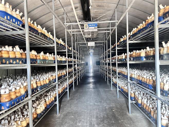 스마트 제어 시스템이 적용된 남경오가닉팜의 새송이 버섯 생육동 현장