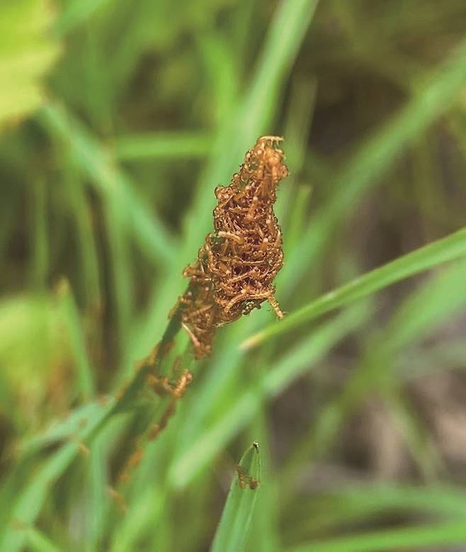 풀잎 끝에 모인 남가뢰 애벌레들. 꽃향기를 뿜어 꿀벌을 유인한다. / 사진 iNaturalist