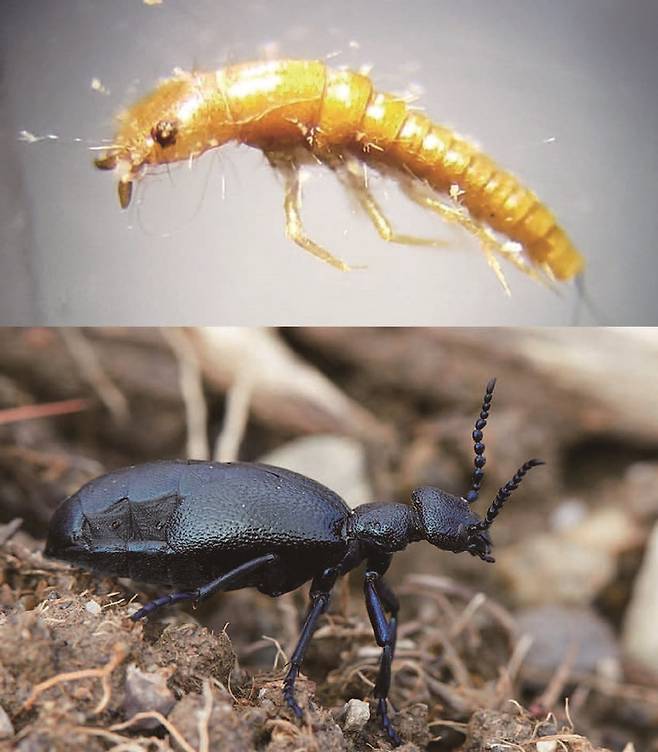 가뢰 유충(위)과 성충. 어릴 때는 벌집 안에서 꿀벌의 알을 잡아먹지만, 성충이 되면 식물 잎을 먹고 산다. / 사진 위키미디어 커먼스